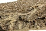 Sparkling, Cretaceous, Petrified Wetumpka Wood - Alabama #191805-5